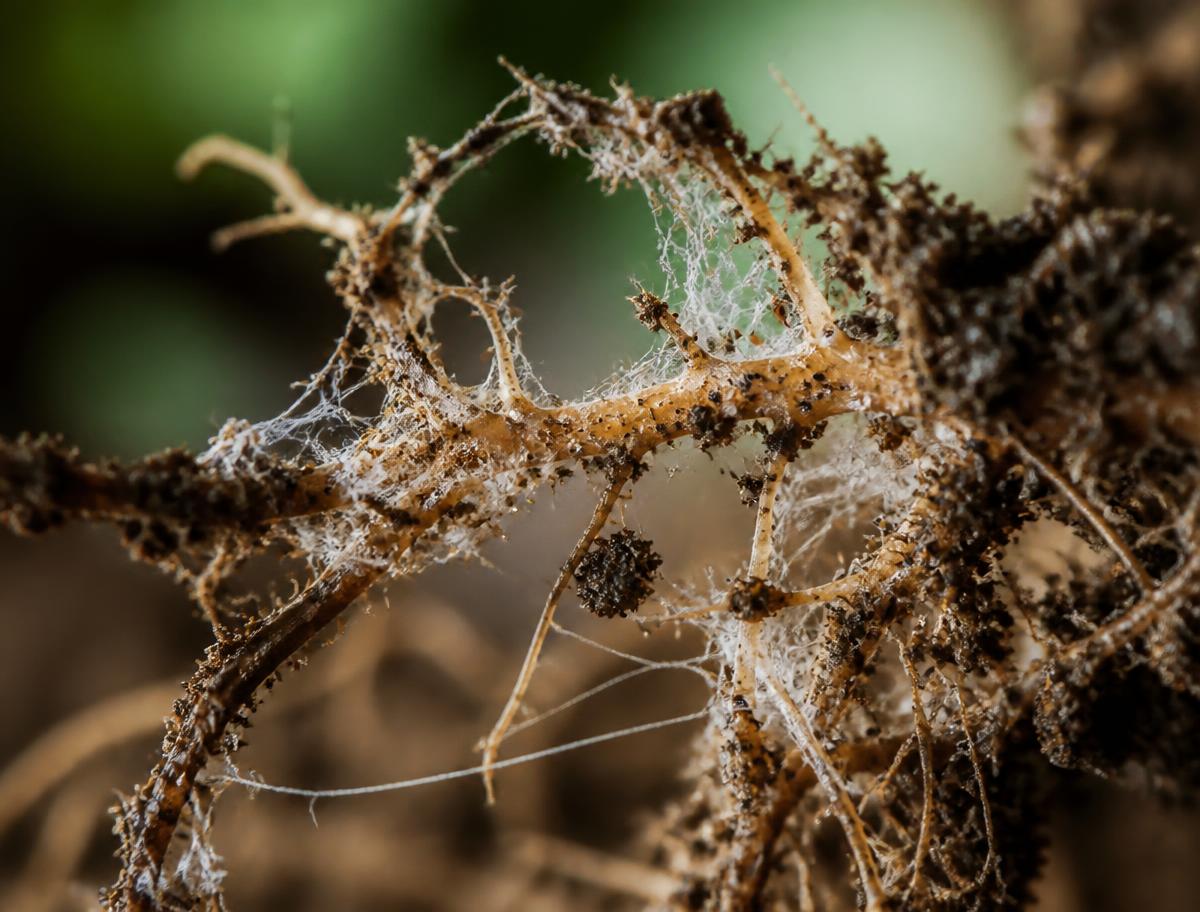 Macrofotografia de raízes finas com partículas de solo e hifas de fungos